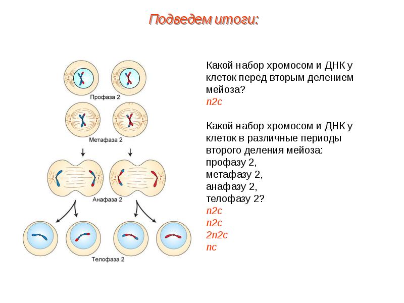 На рисунке изображен процесс деления клетки какое общее свойство живых