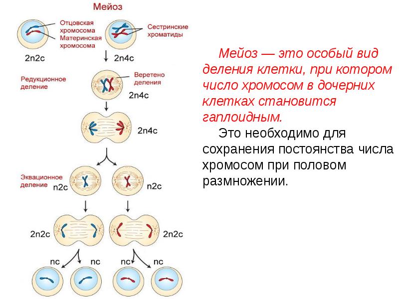 Второе деление мейоза процессы. Процесс деления мейоза. Деление клетки мейоз таблица. Материнские клетки мейоз 1. Деление клетки. Мейоз. Фазы мейоза.