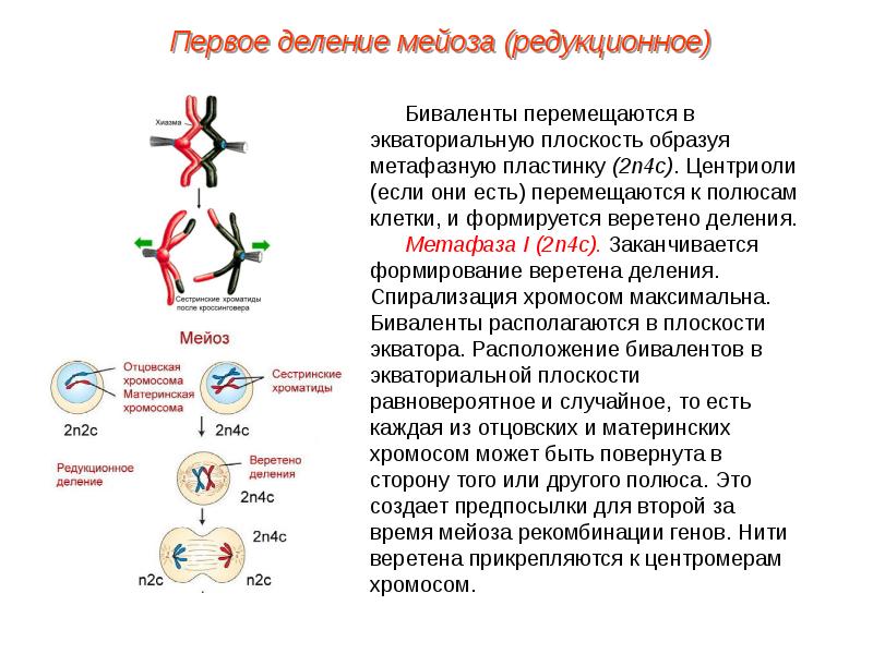 Биологическое значение мейоза презентация