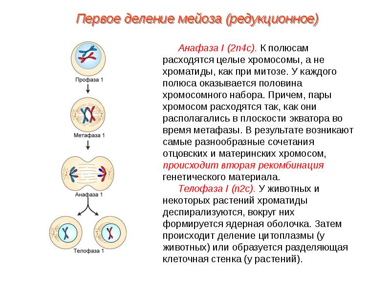 Схема мейоза 1 деление