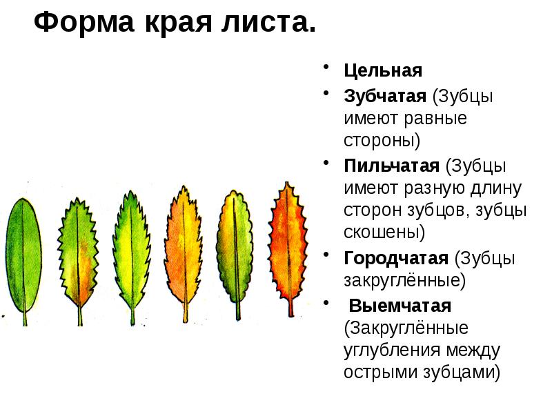 Край имеет