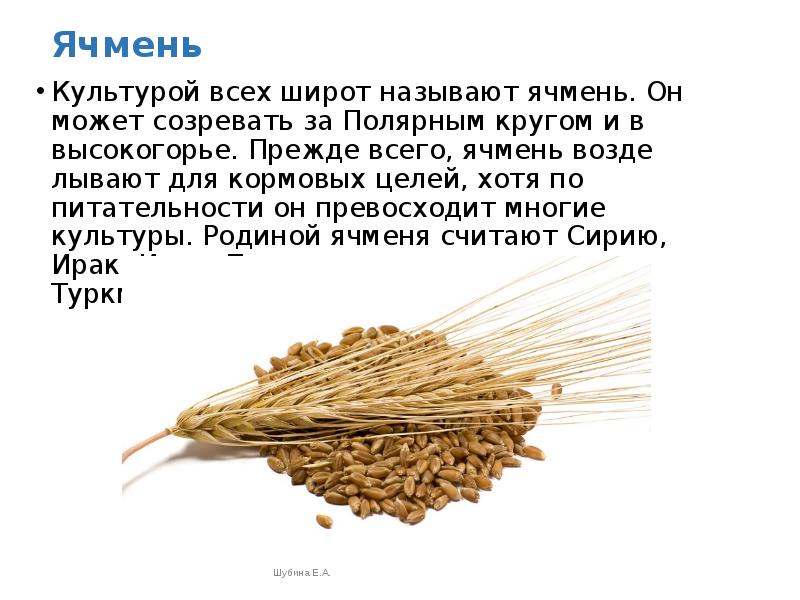 Пшеница в магазине. Мутантный ячмень. Пшеница для корма кроликов. Можно давать ячмень. Можно давать ячмень.