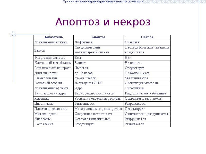 Отличие некроза от апоптоза. Сравнительная характеристика некроза и апоптоза. Некроз и апоптоз сравнительная характеристика. Сравнительная характеристика апоптоза и некроза таблица. Апоптоз и некроз отличия таблица.