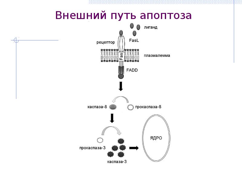 Внешний путь