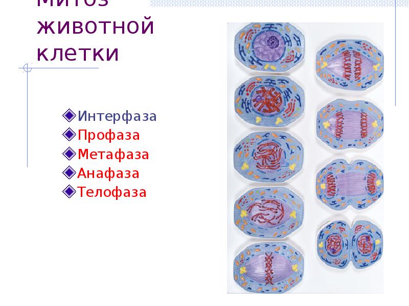 Анафаза интерфазы