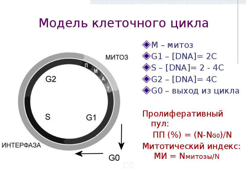 Цикл м