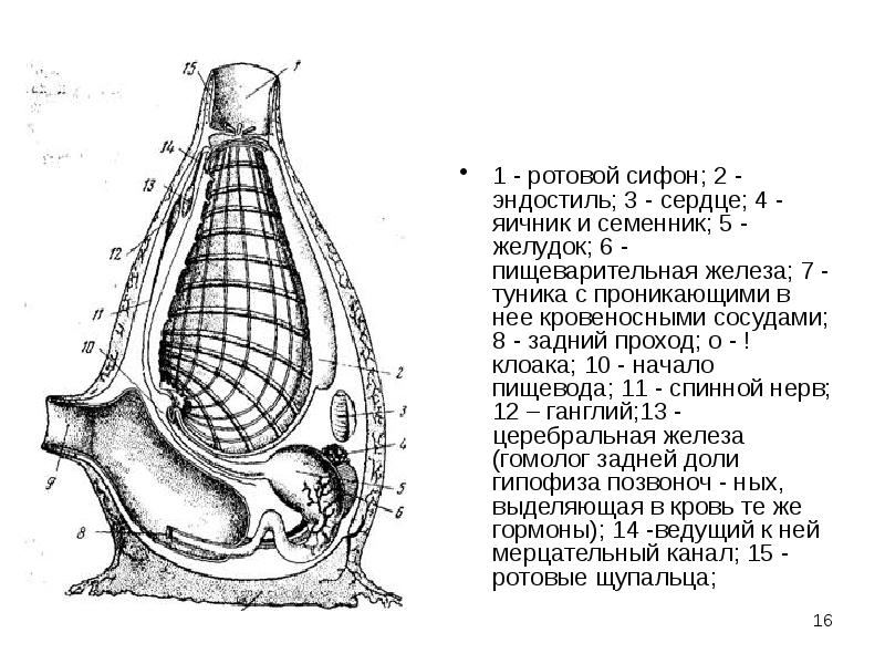 Строение асцидии схема