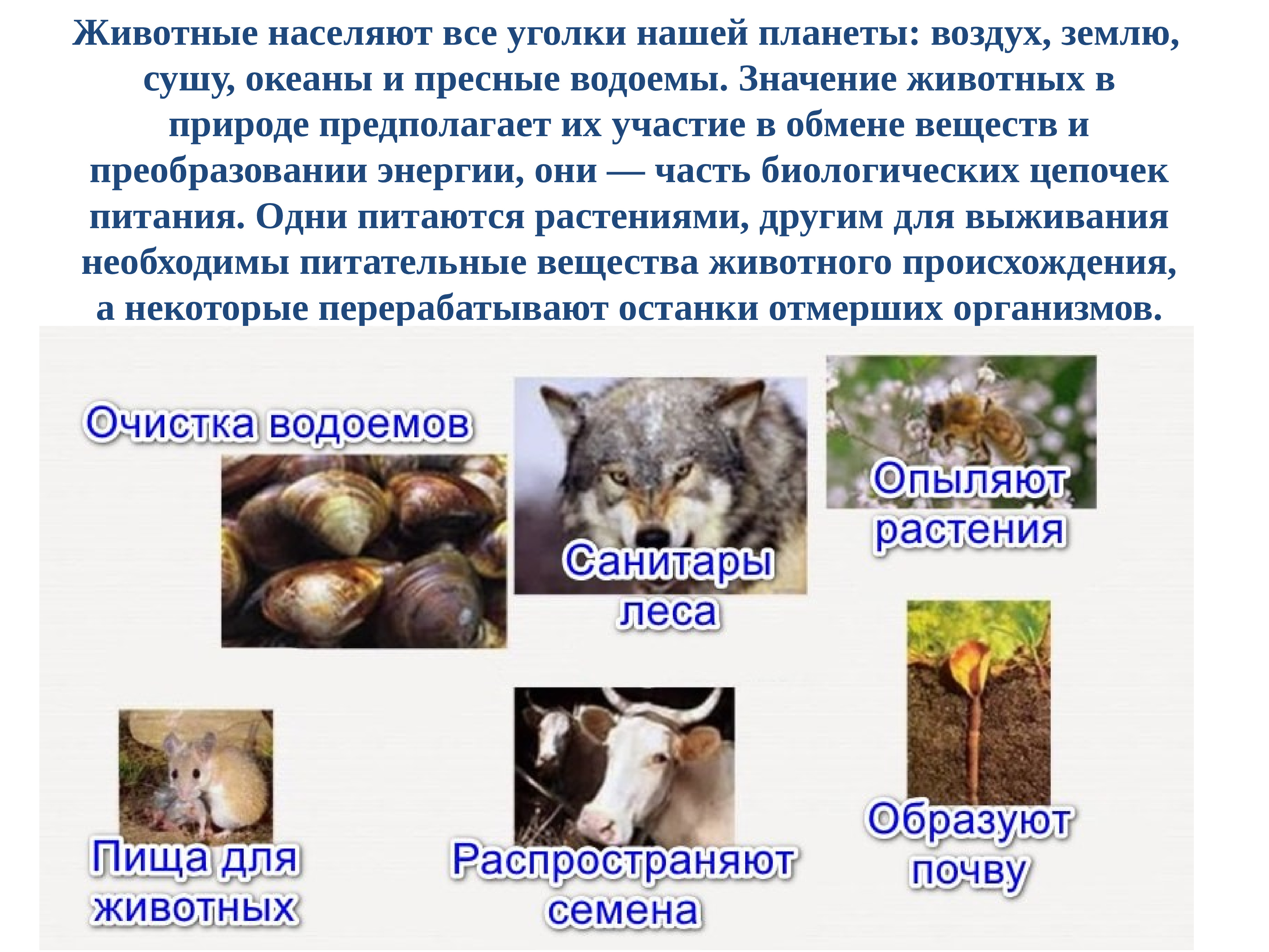 роль животных фото