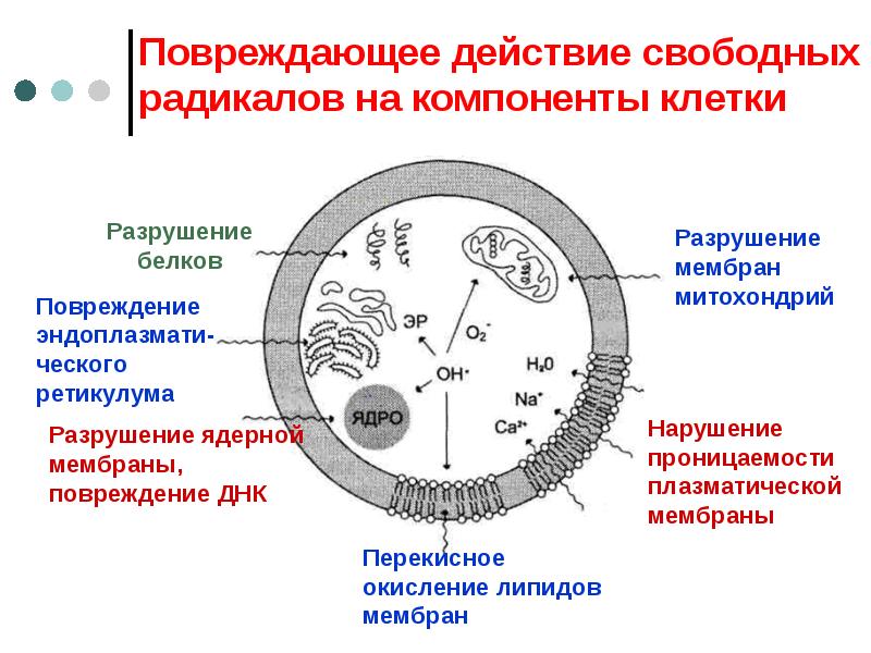 Свободное действие. Действие свободных радикалов. Процесс образования свободных радикалов. Действие свободных радикалов на клетку. Перекисная теория гибели клетки.