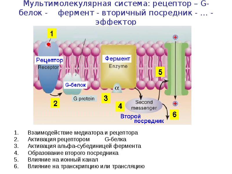 Белки рецепторы. Мембранные ферменты. Мембранные ферменты клетки. Мембранные белки сферины. Мембранные белки ферментативные.