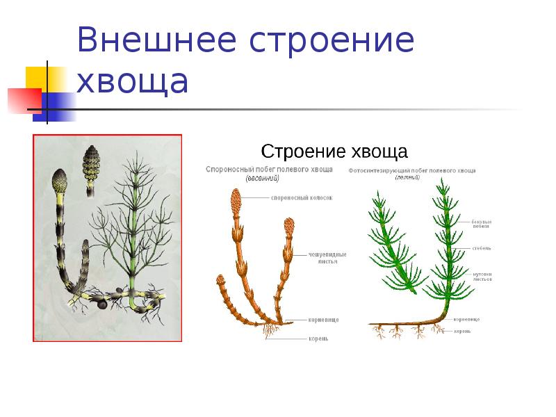 Плауны хвощи папоротники 5 класс презентация