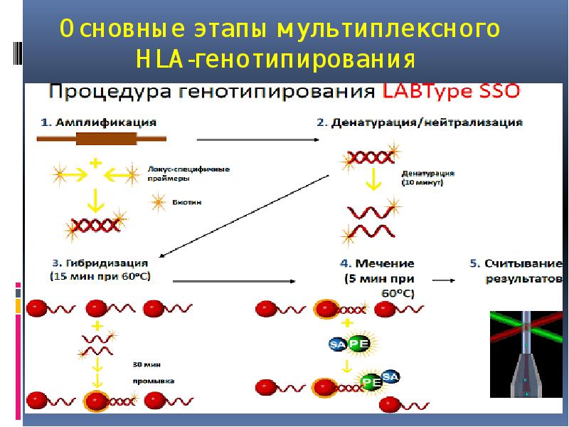 Основные этапы мультиплексного HLA-генотипирования Основные этапы мультиплексного HLA-генотипирования