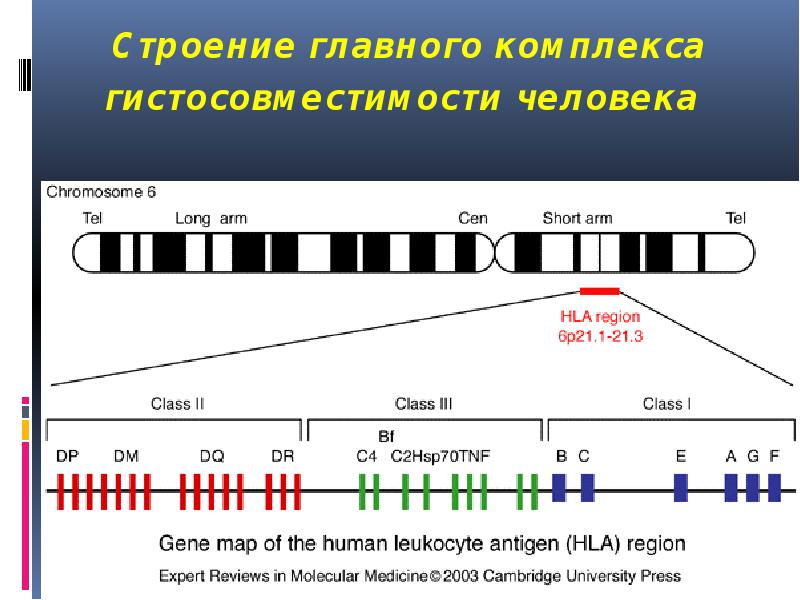 Строение главного комплекса гистосовместимости человека Строение главного комплекса гистосовместимости человека
