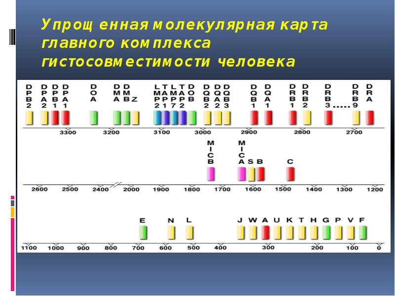 Упрощенная молекулярная карта главного комплекса гистосовместимости человека Упрощенная молекулярная карта главного комплекса гистосовместимости человека
