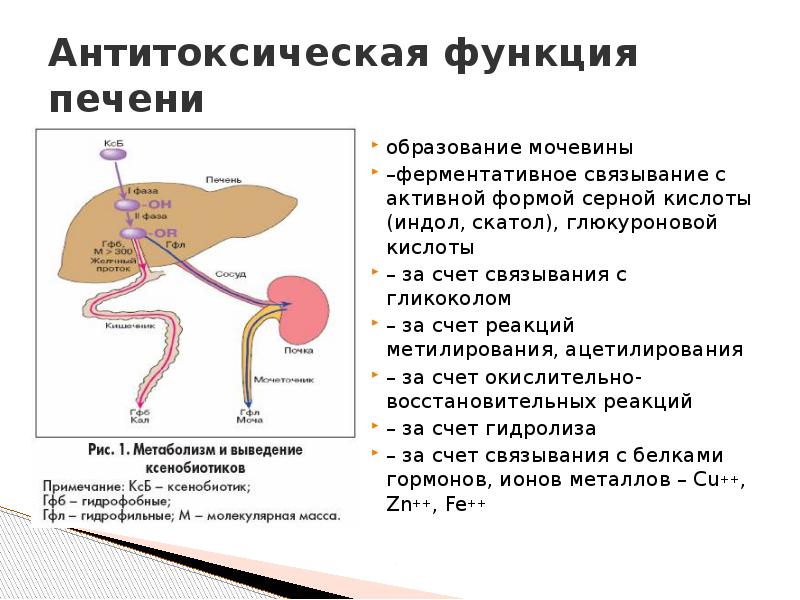 Всасывание роль печени функции. Всасывание роль печени функции