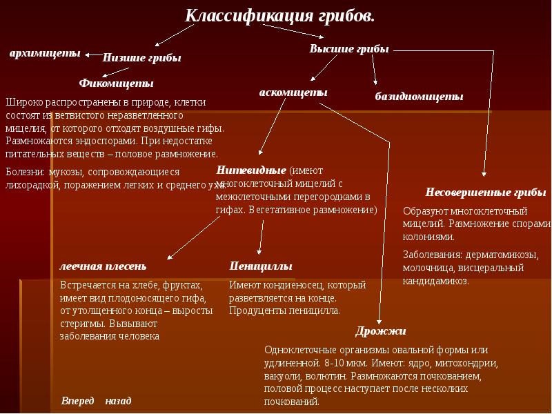 Схема классификация грибов по строению