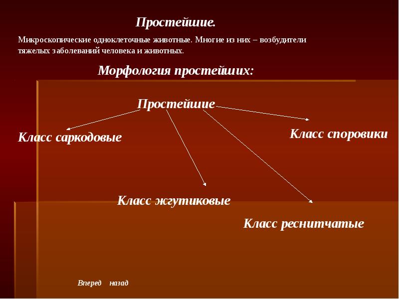 Морфология 7 класс презентация