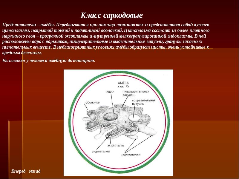 Морфология презентация 8 класс