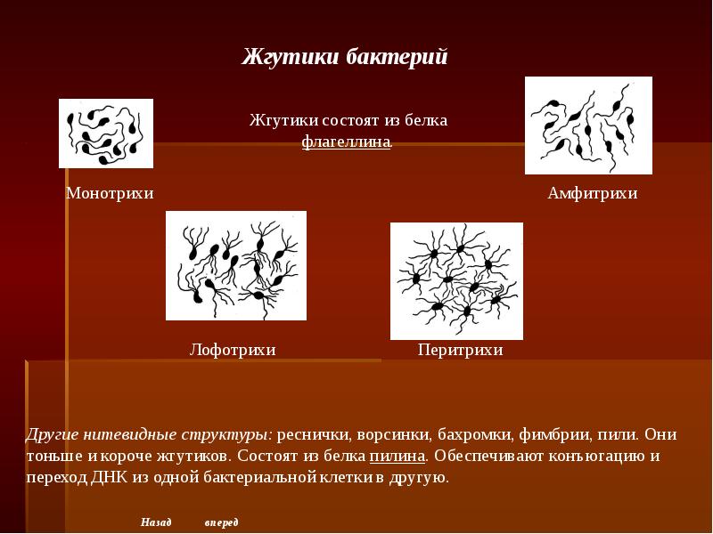 Морфология бактерий презентация