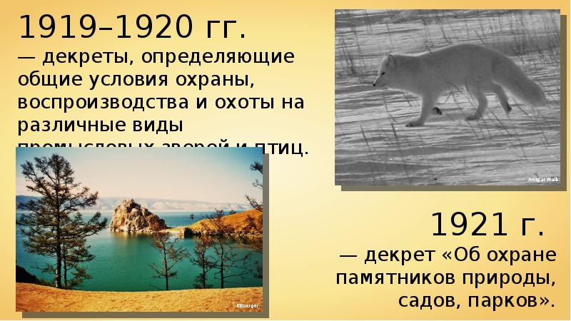 Закон зверя. Закон об охране животных. Законы России об охране животного мира. Законы России об охране животного мира система. Конституция об охране животного мира.