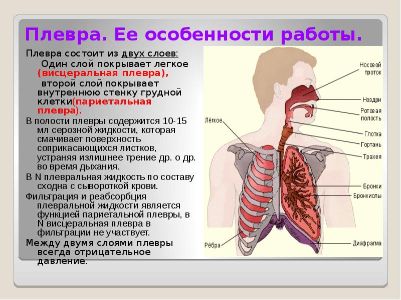 Презентация на тему плевриты