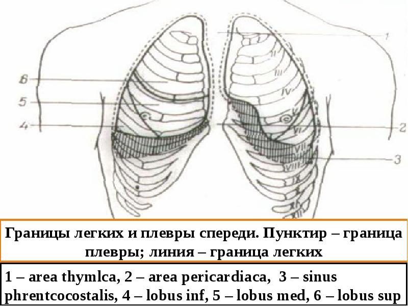 Границы легких картинка