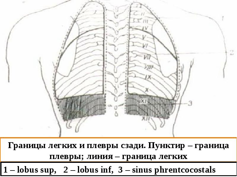 Схема верхних и нижних границ легких скелетотопия