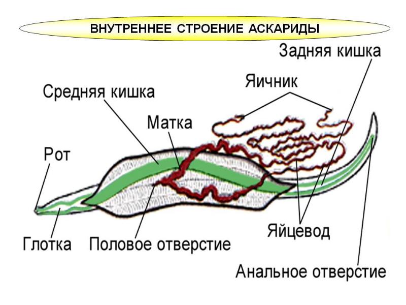 Круглые черви рисунок