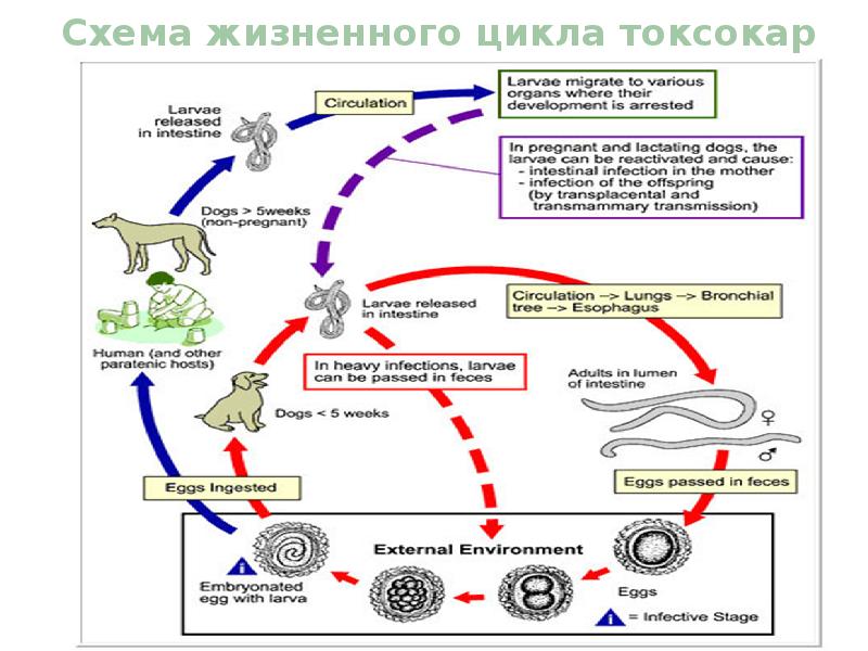 Острица цикл