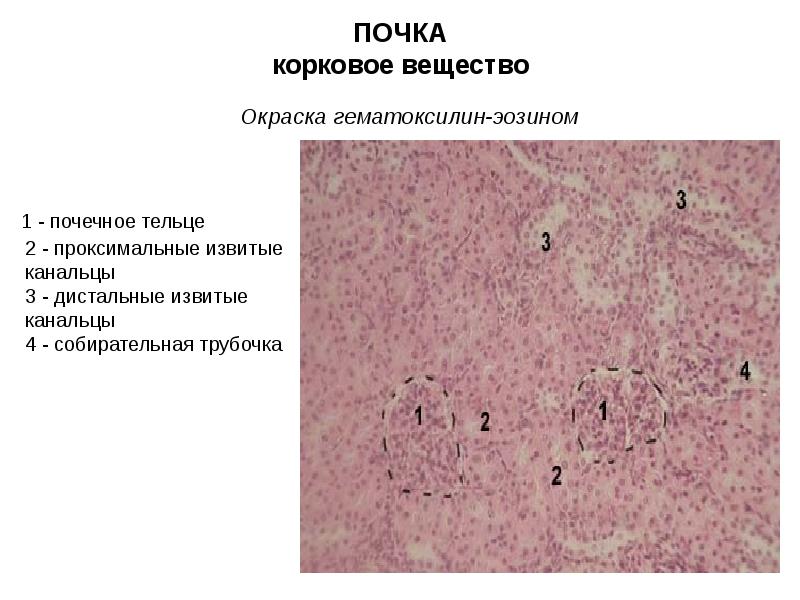 Выделительная система гистология презентация