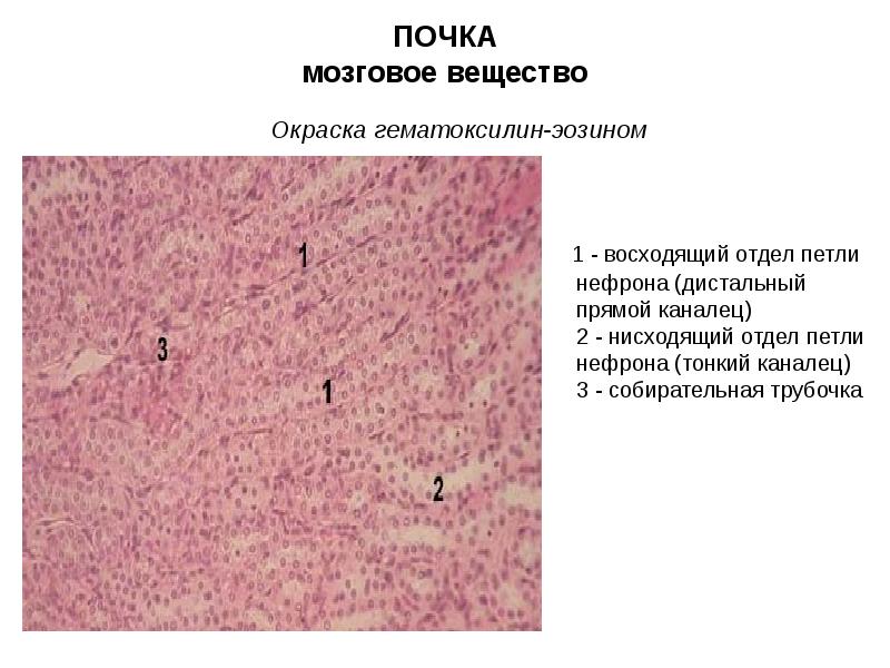 Выделительная система гистология презентация