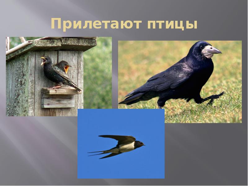 Птицы прилетающие весной в россию. Вот и птицы прилетели.