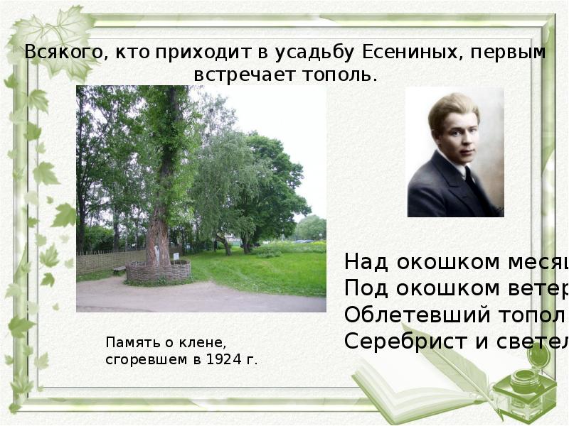 Над окошком месяц под окошком ветер. Всякого, кто приходит в усадьбу Есениных, первым встречает Тополь.. Стихотворение о родной природе а.блока. Природа в творчестве блока. Образы русской природы в стихах блока.