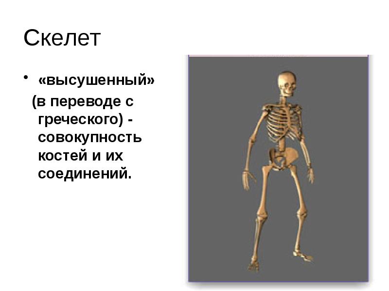 Механической функции скелета человека. Скелет позвоночных. Скелет туловища. Скелет позвоночника презентация.