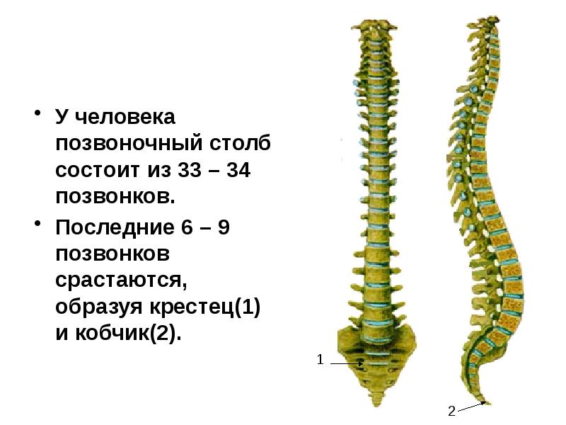 Позвоночный столб картинка