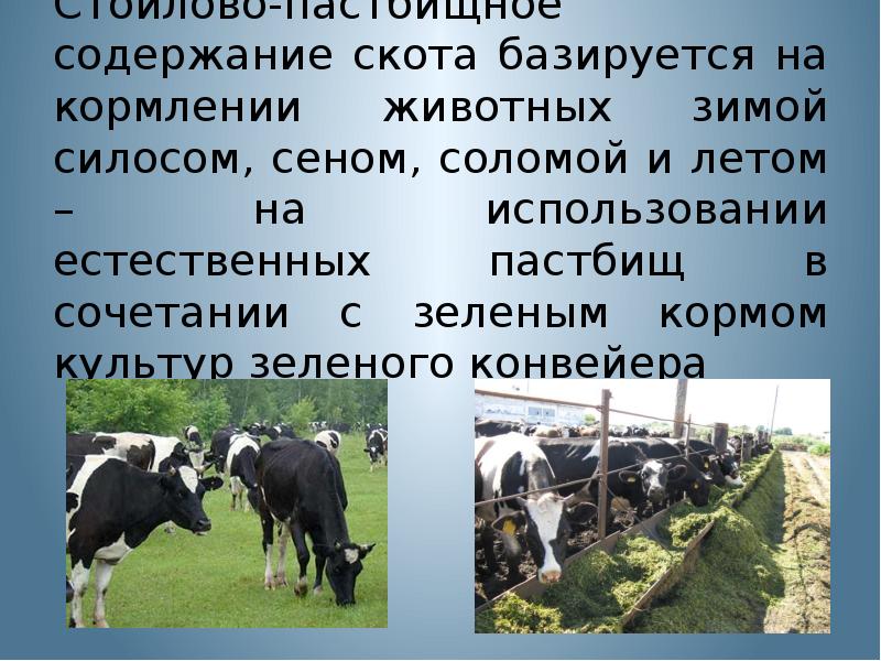 Система содержания. Стойлово-пастбищная система содержания КРС. Пастбищное содержание страны. Стойловое содержание скота использовалось где.