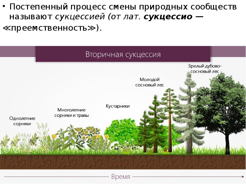 Последовательность этапов сукцессии. Схема вторичной экологической сукцессии. Экологическая сукцессия первичная сукцессия вторичная сукцессия. Вторичная экологическая сукцессия. Сукцессия смешанного леса.