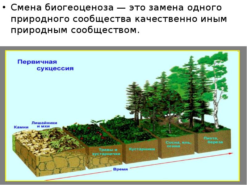 Смена природных сообществ презентация