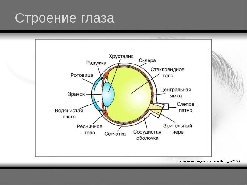 Презентация по биологии 8 класс органы чувств