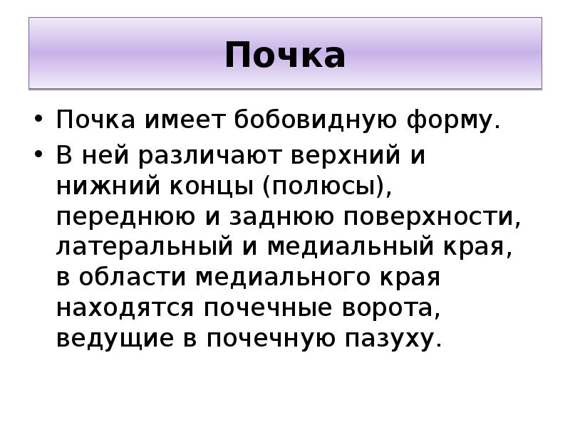 Выберите описание почек парный орган бобовидной формы