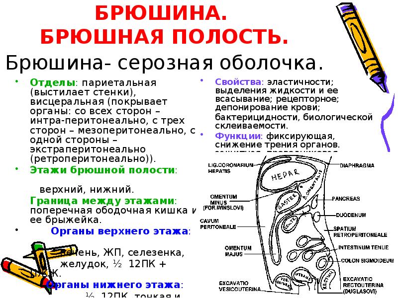 Ход брюшины рисунок