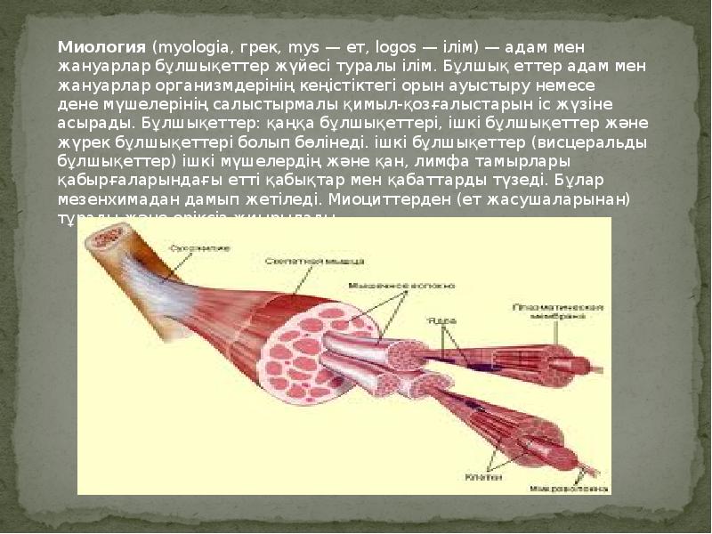 Мимикалық бұлшық еттер презентация