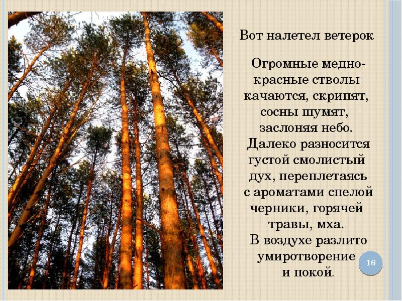 Налетел ветер. Сосны скрипят. Сосны покачивалось. Шумит сосна. Качаются сосны качаются ели.