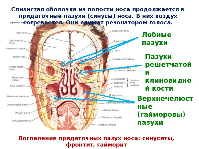 Схема носовой полости человека