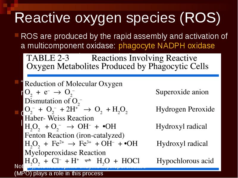 Reactive oxygen species ros. Ros rea. Chronic inflammation. Oxygen species. Oxygen species.