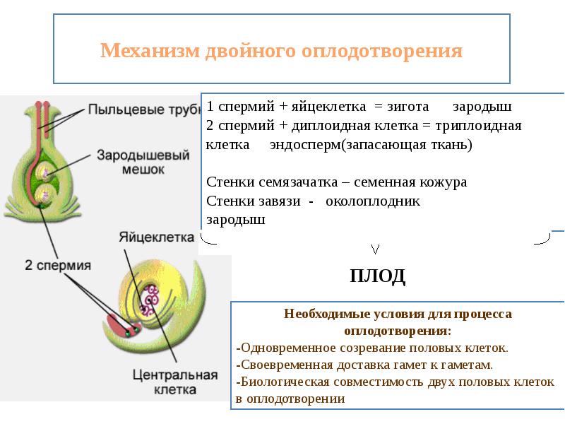 Схема двойного оплодотворения у цветковых растений 6