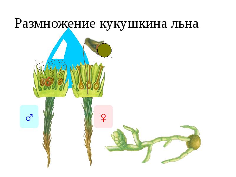 Размножение кукушкиного льна схема