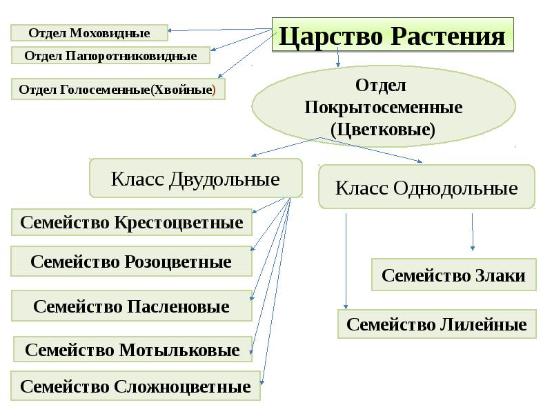 Основные группы царства растений. Классификация покрытосеменных схема. Царство растений классификация. Основные отделы царства растений. Царство растений схема.