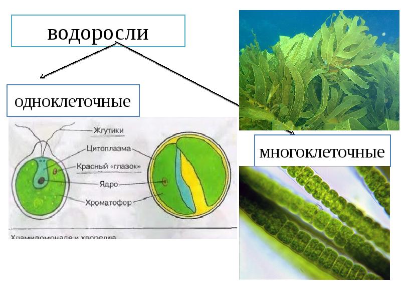 Одноклеточной водорослью является. Водоросли зеленые одноклеточные и многоклеточные водоросли. Одноклеточные зеленые водоросли 5 класс биология. Одноклеточные водоросли 6 класс биология. Одноклеточные и многоклеточные зеленые водоросли.