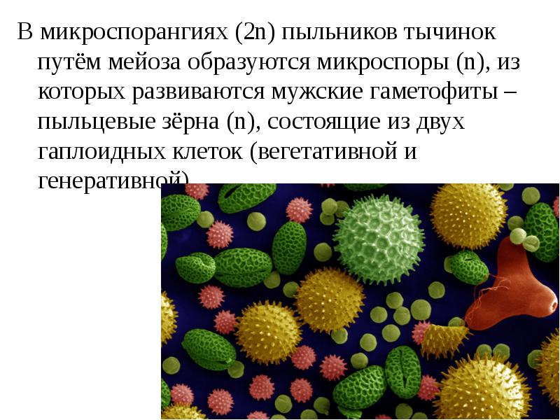 Клетки пыльцевого зерна набор. Пыльцевое зерно. Генеративная клетка пыльцевого зерна. Хромосомный набор генеративной клетки пыльцевого зерна. В пыльниках тычинок образуются.